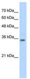 Ras Association Domain Family Member 7 antibody, TA335772, Origene, Western Blot image 