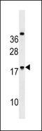Ring Finger Protein 224 antibody, LS-C203754, Lifespan Biosciences, Western Blot image 