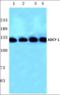 Carboxypeptidase A6 antibody, orb378009, Biorbyt, Western Blot image 