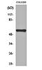 Microphthalmia-associated transcription factor antibody, orb161755, Biorbyt, Western Blot image 