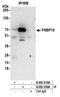 FKBP Prolyl Isomerase 10 antibody, A305-559A, Bethyl Labs, Immunoprecipitation image 