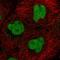 CXXC Finger Protein 5 antibody, HPA058148, Atlas Antibodies, Immunocytochemistry image 