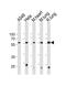 Proteasome 26S Subunit, ATPase 1 antibody, PA5-35252, Invitrogen Antibodies, Western Blot image 