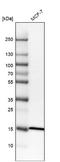 Ribosomal Protein L35 antibody, NBP1-81330, Novus Biologicals, Western Blot image 