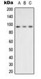 Valosin Containing Protein antibody, LS-C352986, Lifespan Biosciences, Western Blot image 