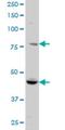 RUN And FYVE Domain Containing 1 antibody, H00080230-M01, Novus Biologicals, Western Blot image 