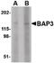 BAI1-associated protein 3 antibody, PA5-20499, Invitrogen Antibodies, Western Blot image 