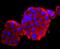 Calbindin 1 antibody, NBP2-67200, Novus Biologicals, Immunocytochemistry image 