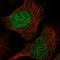 Ribonuclease P/MRP Subunit P40 antibody, HPA035686, Atlas Antibodies, Immunocytochemistry image 