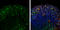 Neurogenin-2 antibody, GTX129258, GeneTex, Immunohistochemistry frozen image 