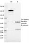 CD19 antibody, 33-283, ProSci, Western Blot image 