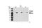 Signal transducer and activator of transcription 1-alpha/beta antibody, 9177S, Cell Signaling Technology, Western Blot image 