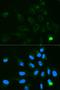 GNT1 antibody, orb48573, Biorbyt, Immunofluorescence image 