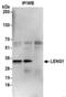 Leukocyte Receptor Cluster Member 1 antibody, NBP2-41356, Novus Biologicals, Immunoprecipitation image 