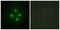 Mediator of RNA polymerase II transcription subunit 24 antibody, GTX87850, GeneTex, Immunofluorescence image 
