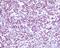 CD4 antibody, ab133616, Abcam, Immunohistochemistry paraffin image 