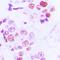 Histone Cluster 4 H4 antibody, orb224159, Biorbyt, Immunohistochemistry paraffin image 