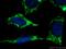 RAB10, Member RAS Oncogene Family antibody, 27094-1-AP, Proteintech Group, Immunofluorescence image 