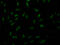 Serine/threonine-protein kinase PAK 1 antibody, CSB-RA287160A0HU, Cusabio, Immunofluorescence image 