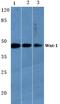 Proto-oncogene Wnt-1 antibody, AP06617PU-N, Origene, Western Blot image 