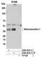 Reticulocalbin 1 antibody, A300-407A, Bethyl Labs, Immunoprecipitation image 