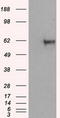 Atrial natriuretic peptide receptor 3 antibody, TA501079S, Origene, Western Blot image 