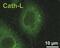 Cathepsin L antibody, ab6314, Abcam, Immunofluorescence image 