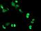 Replication Termination Factor 2 antibody, NBP2-03584, Novus Biologicals, Immunohistochemistry frozen image 