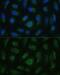 Sialic Acid Binding Ig Like Lectin 9 antibody, GTX66449, GeneTex, Immunofluorescence image 