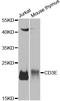 CD3 antibody, orb135199, Biorbyt, Western Blot image 