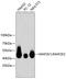 MEK1, MEK2 antibody, 13-923, ProSci, Western Blot image 