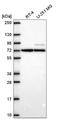 SMAD Specific E3 Ubiquitin Protein Ligase 2 antibody, NBP2-57554, Novus Biologicals, Western Blot image 