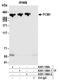 mBD-1 antibody, A301-149A, Bethyl Labs, Immunoprecipitation image 