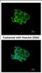 Protein O-Fucosyltransferase 1 antibody, NBP2-19882, Novus Biologicals, Immunofluorescence image 