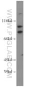Kinesin-like protein KIFC3 antibody, 10125-2-AP, Proteintech Group, Western Blot image 