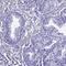Family With Sequence Similarity 166 Member B antibody, HPA045540, Atlas Antibodies, Immunohistochemistry paraffin image 