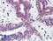X-Box Binding Protein 1 antibody, LS-B2382, Lifespan Biosciences, Immunohistochemistry frozen image 
