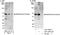 MARVEL domain-containing protein 2 antibody, A301-505A, Bethyl Labs, Immunoprecipitation image 