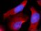 Cilia And Flagella Associated Protein 36 antibody, 24276-1-AP, Proteintech Group, Immunofluorescence image 
