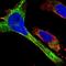 Spermatogenesis Associated 3 antibody, NBP1-80661, Novus Biologicals, Immunocytochemistry image 