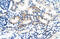 Bone Morphogenetic Protein 7 antibody, ARP32329_T100, Aviva Systems Biology, Immunohistochemistry paraffin image 