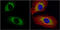 Centrosomin antibody, GTX118895, GeneTex, Immunofluorescence image 