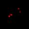 CTNNBL1 antibody, orb341113, Biorbyt, Immunofluorescence image 