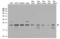 RNA Polymerase II Subunit G antibody, LS-C796577, Lifespan Biosciences, Western Blot image 