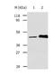 HTR1A antibody, TA323633, Origene, Western Blot image 