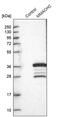 Metabolism Of Cobalamin Associated C antibody, PA5-55597, Invitrogen Antibodies, Western Blot image 