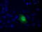 Carnosine N-Methyltransferase 1 antibody, LS-C793238, Lifespan Biosciences, Immunofluorescence image 