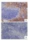 F4 antibody, HCA154, Bio-Rad (formerly AbD Serotec) , Immunohistochemistry frozen image 