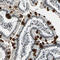 Histone acetyltransferase MYST4 antibody, HPA006104, Atlas Antibodies, Immunohistochemistry frozen image 