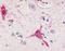 Free fatty acid receptor 1 antibody, NLS1599, Novus Biologicals, Immunohistochemistry frozen image 